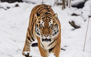 Превью обои тигр, хищник, животное, дикая природа, большая кошка, снег