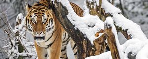 Превью обои тигр, хищник, животное, большая кошка, снег, деревья