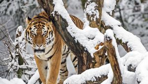 Превью обои тигр, хищник, животное, большая кошка, снег, деревья