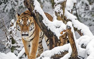 Превью обои тигр, хищник, животное, большая кошка, снег, деревья