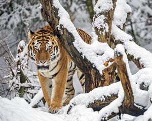 Превью обои тигр, хищник, животное, большая кошка, снег, деревья