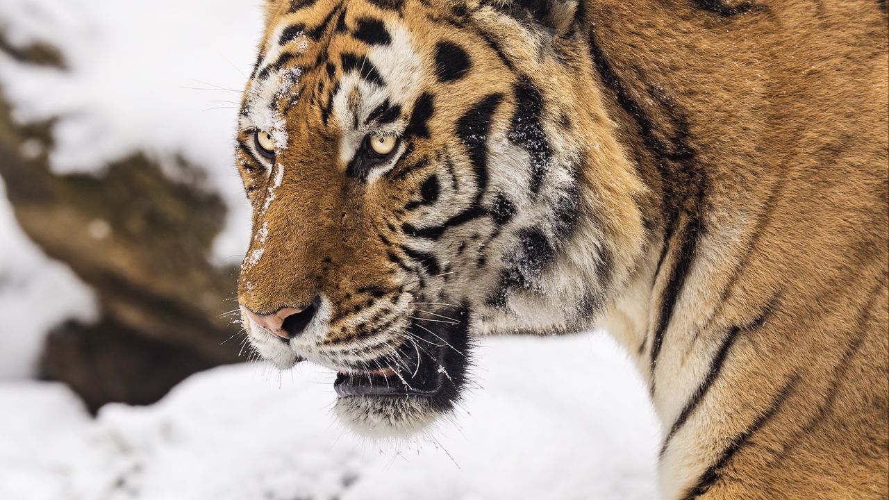 Обои тигр, хищник, животное, большая кошка, снег