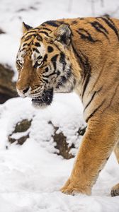 Превью обои тигр, хищник, животное, большая кошка, снег