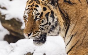 Превью обои тигр, хищник, животное, большая кошка, снег