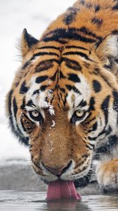 Превью обои тигр, хищник, животное, высунутый язык, большая кошка, вода