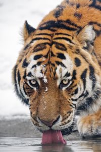 Превью обои тигр, хищник, животное, высунутый язык, большая кошка, вода