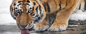 Превью обои тигр, хищник, животное, высунутый язык, большая кошка, вода
