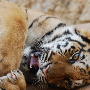 Превью обои тигр, игривый, лежать, хищник