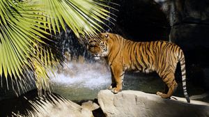 Превью обои тигр, камень, дерево, стоять, водопад