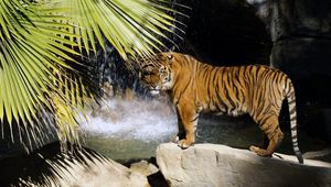 Превью обои тигр, камень, дерево, стоять, водопад