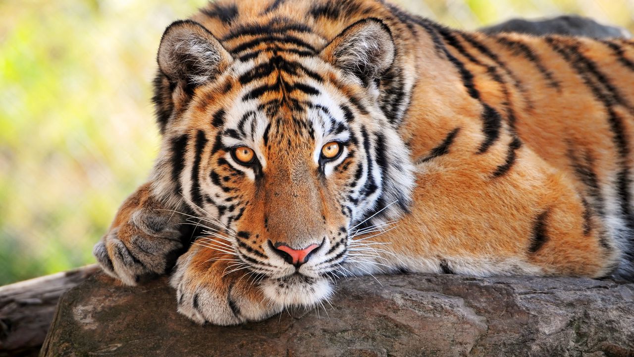Обои тигр, камень, лежать, большая кошка, хищник