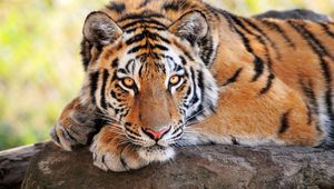 Превью обои тигр, камень, лежать, большая кошка, хищник