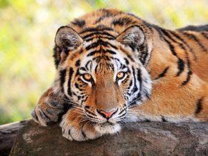 Превью обои тигр, камень, лежать, большая кошка, хищник