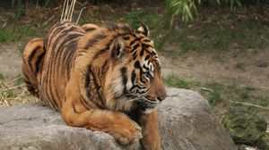 Превью обои тигр, камень, лежать, хищник, большая кошка