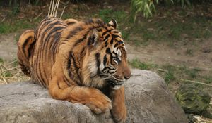 Превью обои тигр, камень, лежать, хищник, большая кошка