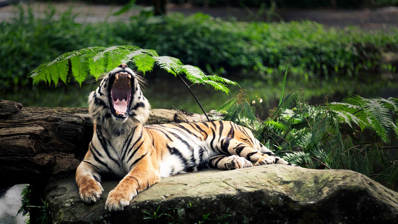 Обои тигр, камень, лежать, листья, агрессия, оскал, открытый рот