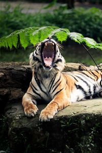 Превью обои тигр, камень, лежать, листья, агрессия, оскал, открытый рот