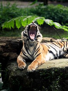 Превью обои тигр, камень, лежать, листья, агрессия, оскал, открытый рот