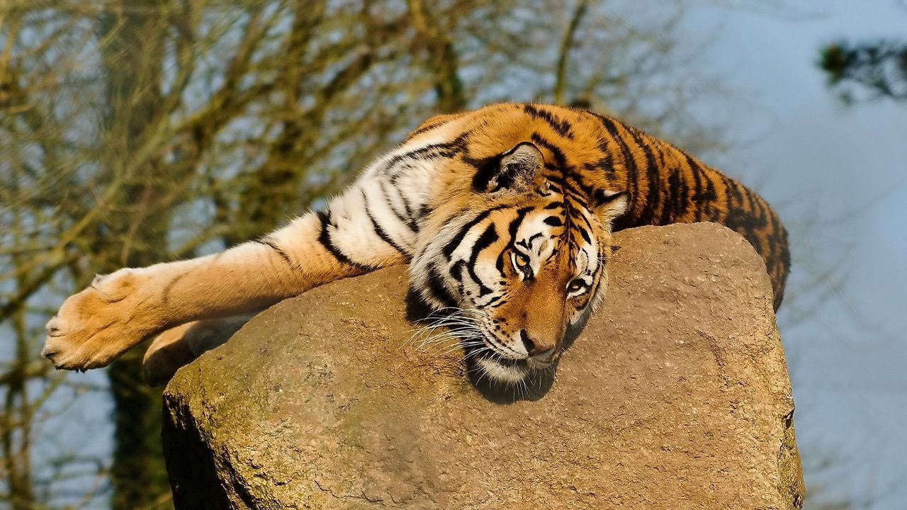 Обои тигр, камень, лежать, греться