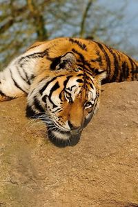 Превью обои тигр, камень, лежать, греться