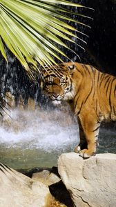 Превью обои тигр, камни, водопад, кусты