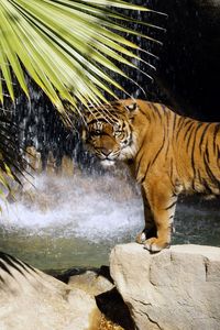Превью обои тигр, камни, водопад, кусты