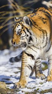 Превью обои тигр, лапа, хищник, большая кошка, животное
