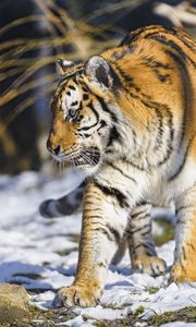 Превью обои тигр, лапа, хищник, большая кошка, животное