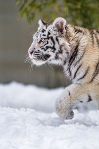Превью обои тигр, лапа, снег, хищник