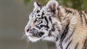Превью обои тигр, лапа, снег, хищник