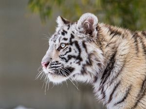 Превью обои тигр, лапа, снег, хищник