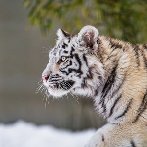 Превью обои тигр, лапа, снег, хищник