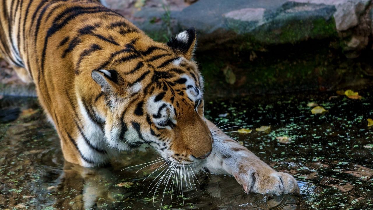Обои тигр, лапа, вода, хищник