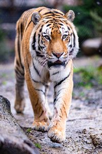 Превью обои тигр, лапы, движение, хищник, большая кошка, животное