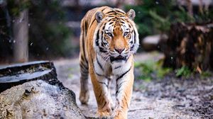 Превью обои тигр, лапы, движение, хищник, большая кошка, животное