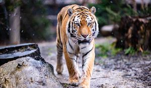 Превью обои тигр, лапы, движение, хищник, большая кошка, животное