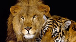 Превью обои тигр, лев, пара, лежать, большая кошка, хищники