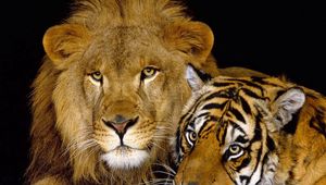 Превью обои тигр, лев, пара, лежать, большая кошка, хищники