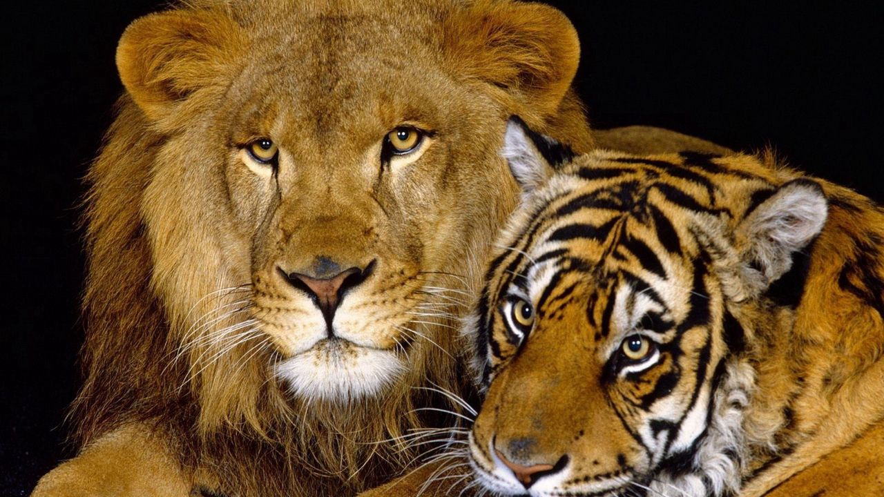Обои тигр, лев, семейство кошачьих, большие кошки
