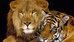 Превью обои тигр, лев, семейство кошачьих, большие кошки