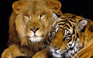 Превью обои тигр, лев, семейство кошачьих, большие кошки