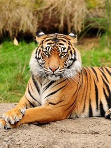 Превью обои тигр, лежать, большая кошка, хищник, природа