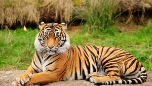 Превью обои тигр, лежать, большая кошка, хищник, природа