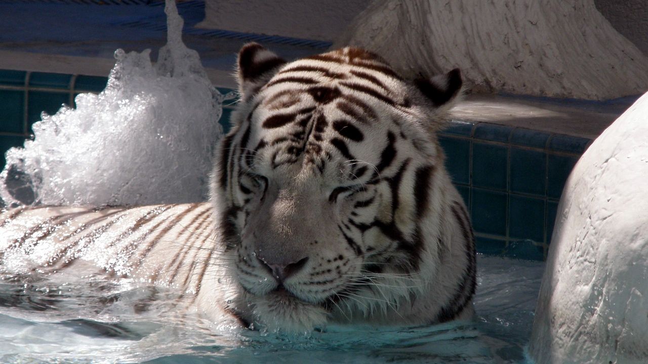 Обои тигр, лежать, большая кошка, купаться