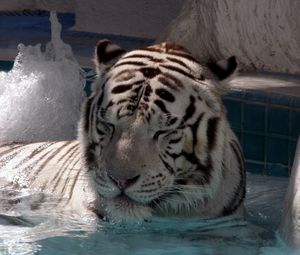 Превью обои тигр, лежать, большая кошка, купаться