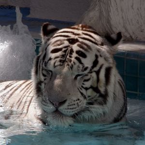 Превью обои тигр, лежать, большая кошка, купаться