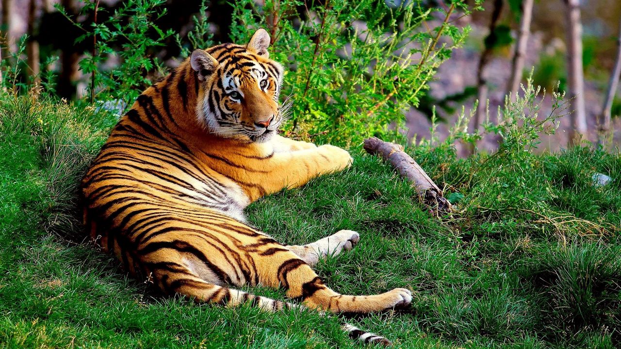 Обои тигр, лежать, трава, лес, большая кошка