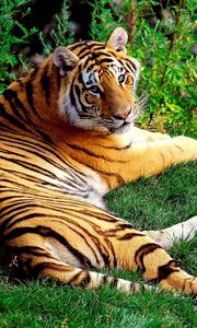 Превью обои тигр, лежать, трава, лес, большая кошка