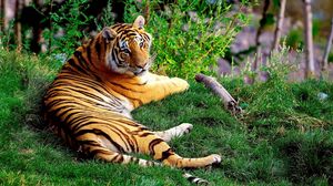 Превью обои тигр, лежать, трава, лес, большая кошка