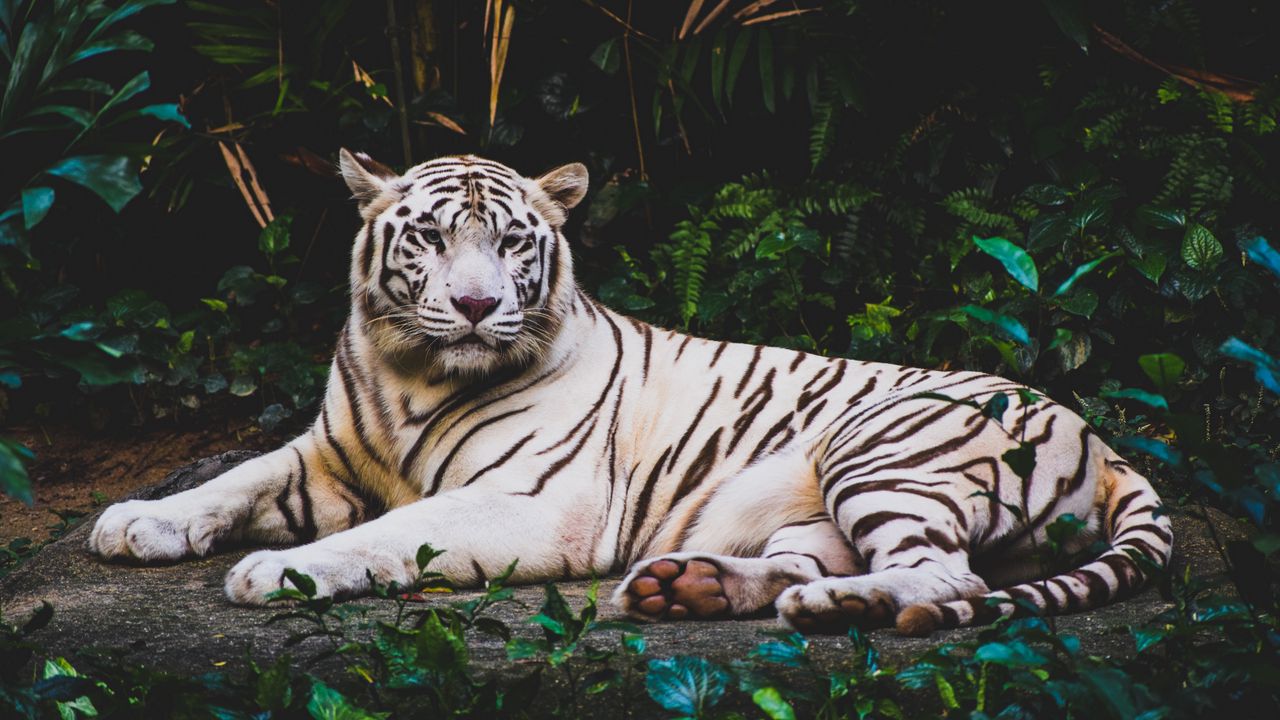 Обои тигр, лежит, белый, хищник